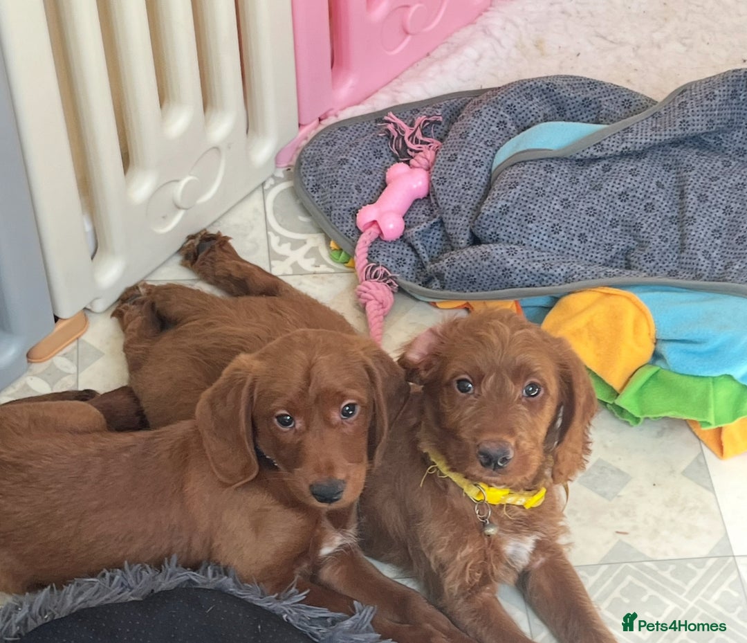 Goldendoodle dogs for sale: Top Quality Goldendoodle x Australian labradoodle  in Brough - Image 11