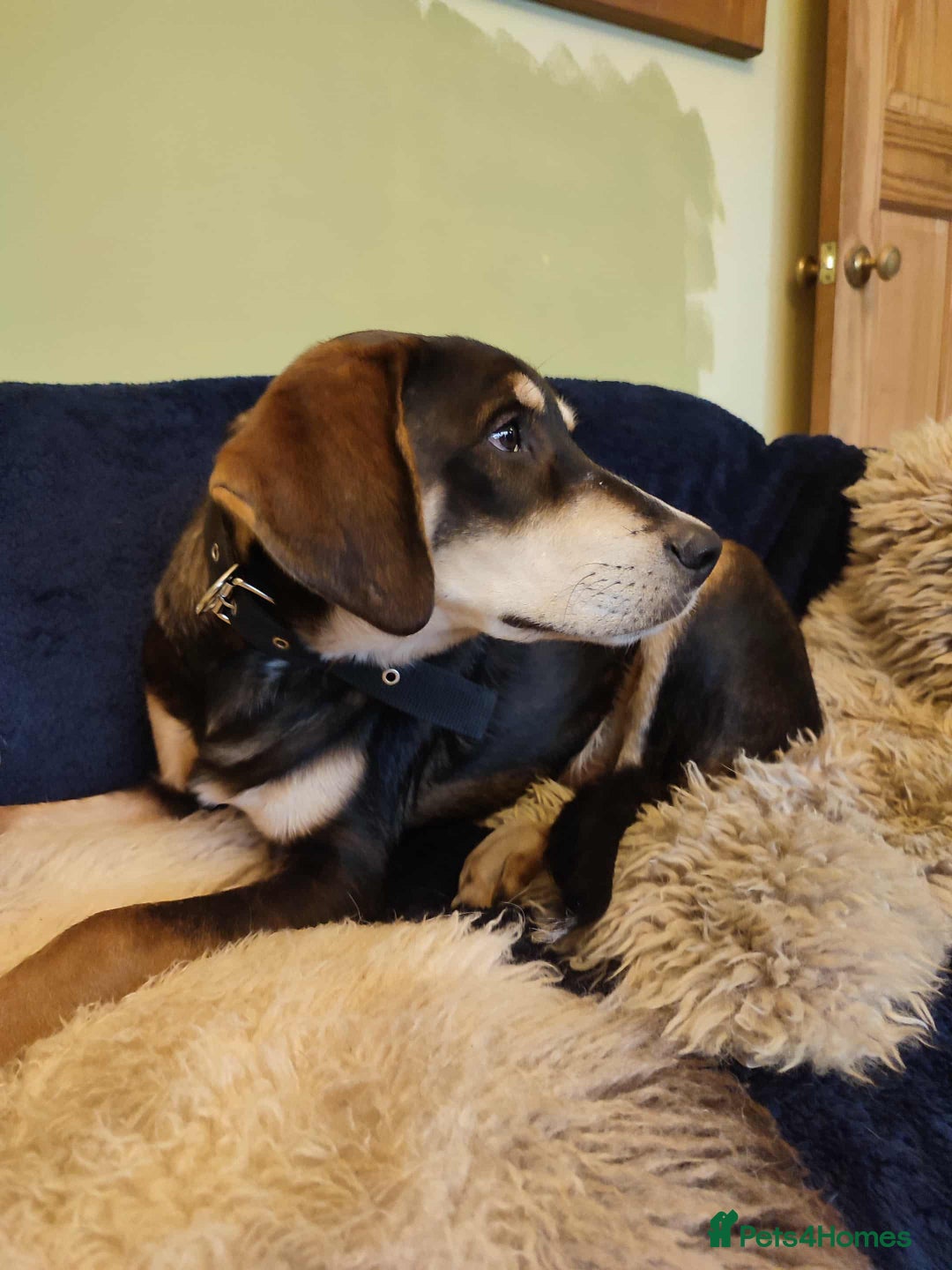 Mixed Breed dogs for adoption: Loving gentle Mike for adoption  - Image 4