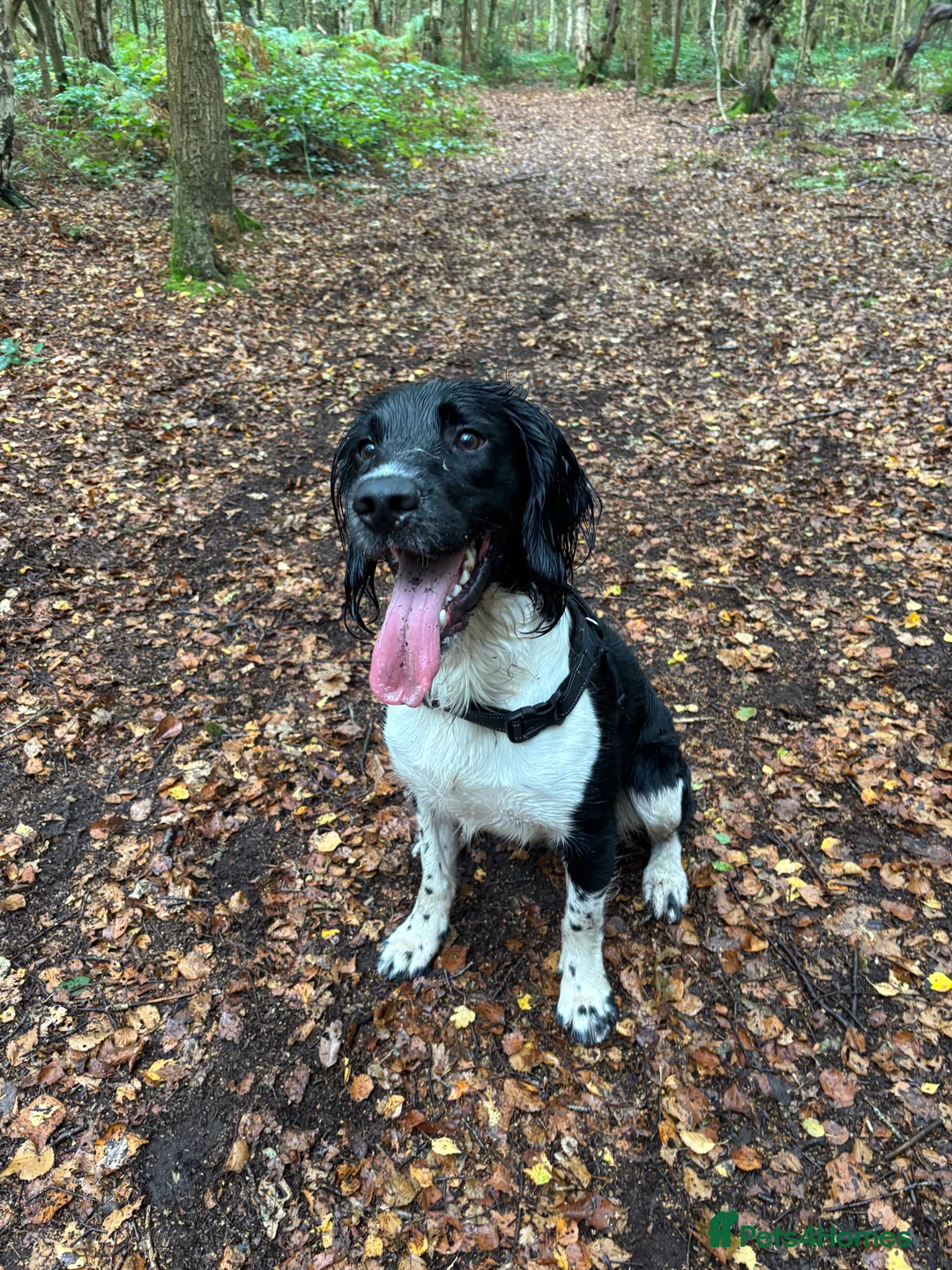 English Springer Spaniel dogs for stud: 	Stunning Black & White Springer Spaniel for Stud  - Advert 3