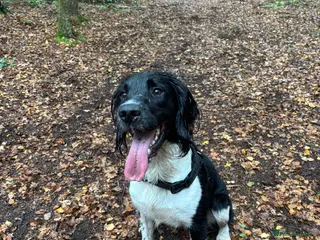 English Springer Spaniel dogs Stunning Black & White Springer Spaniel for Stud - Advert 9