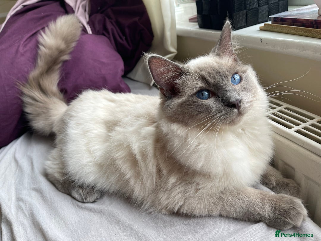 Ragdoll cats for sale: Adorable Pedigree Ragdoll Kittens Available 🐾 - Image 20