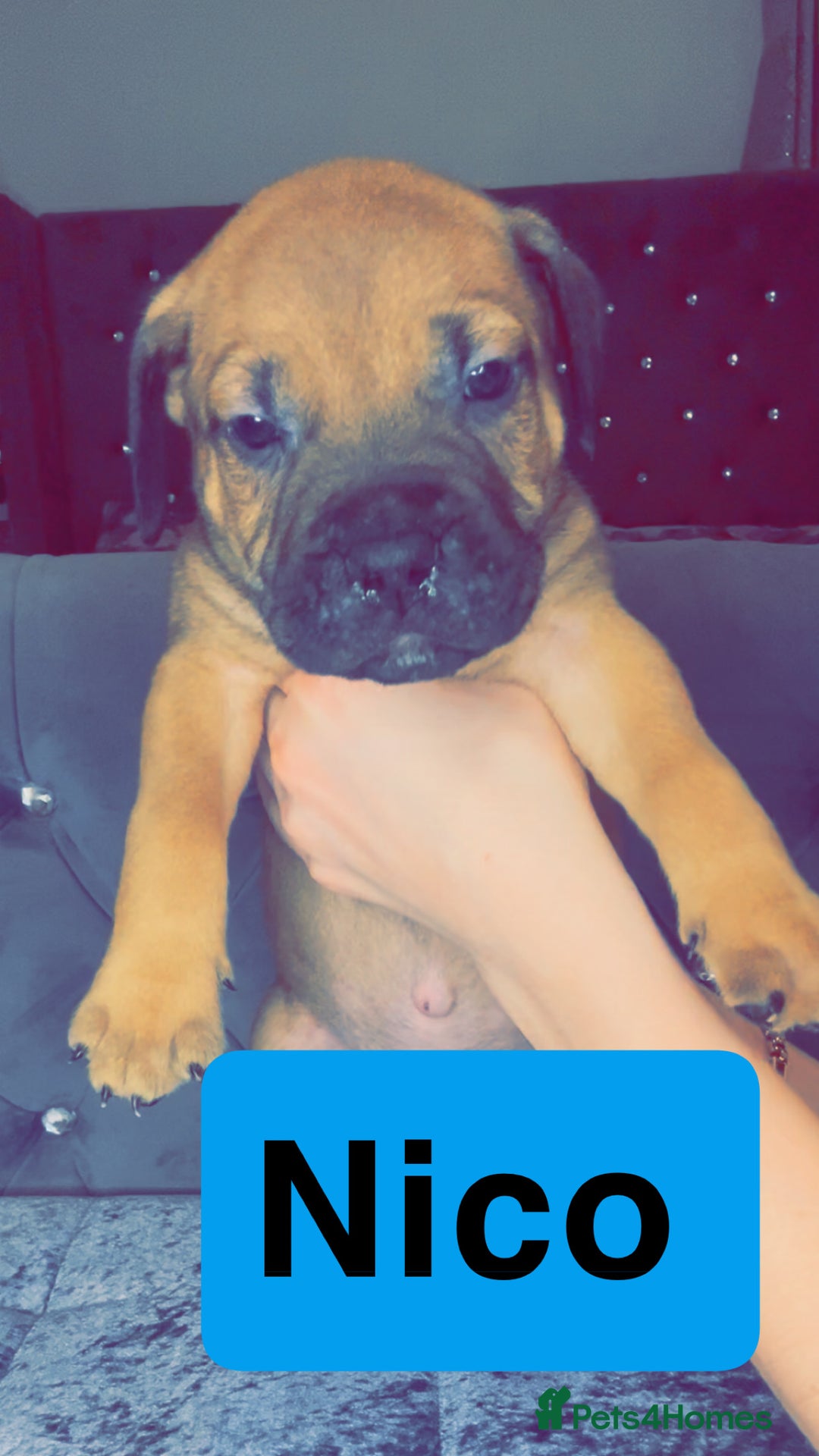Mixed Breed dogs for sale: Mastiff puppies - Advert 29