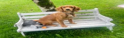 Cocker Spaniel dogs for sale: Female cocker spaniel - 1 year old  - Advert 5