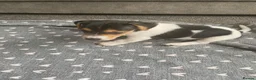 Jack Russell dogs for sale: True miniature Jack Russell pups - Advert 15