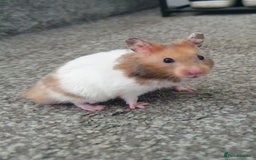 Hamster rodents for sale: Sirian hamsters for sale - Image 2