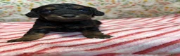 Cockapoo dogs for sale: F1b cockapoo puppies. Health tested parents.  - Advert 12
