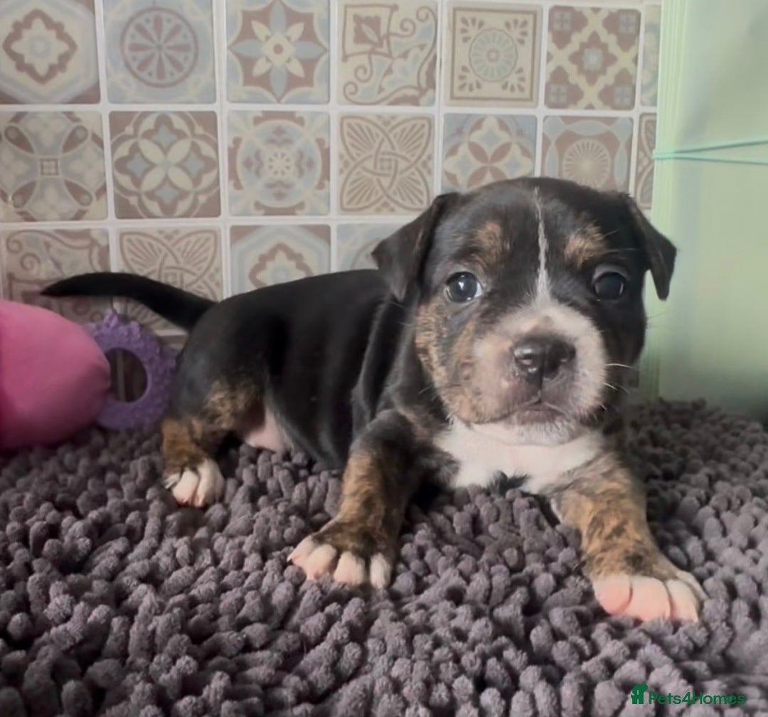 Mixed Breed dogs for sale: Staffie/Frenchie pups - Image 12