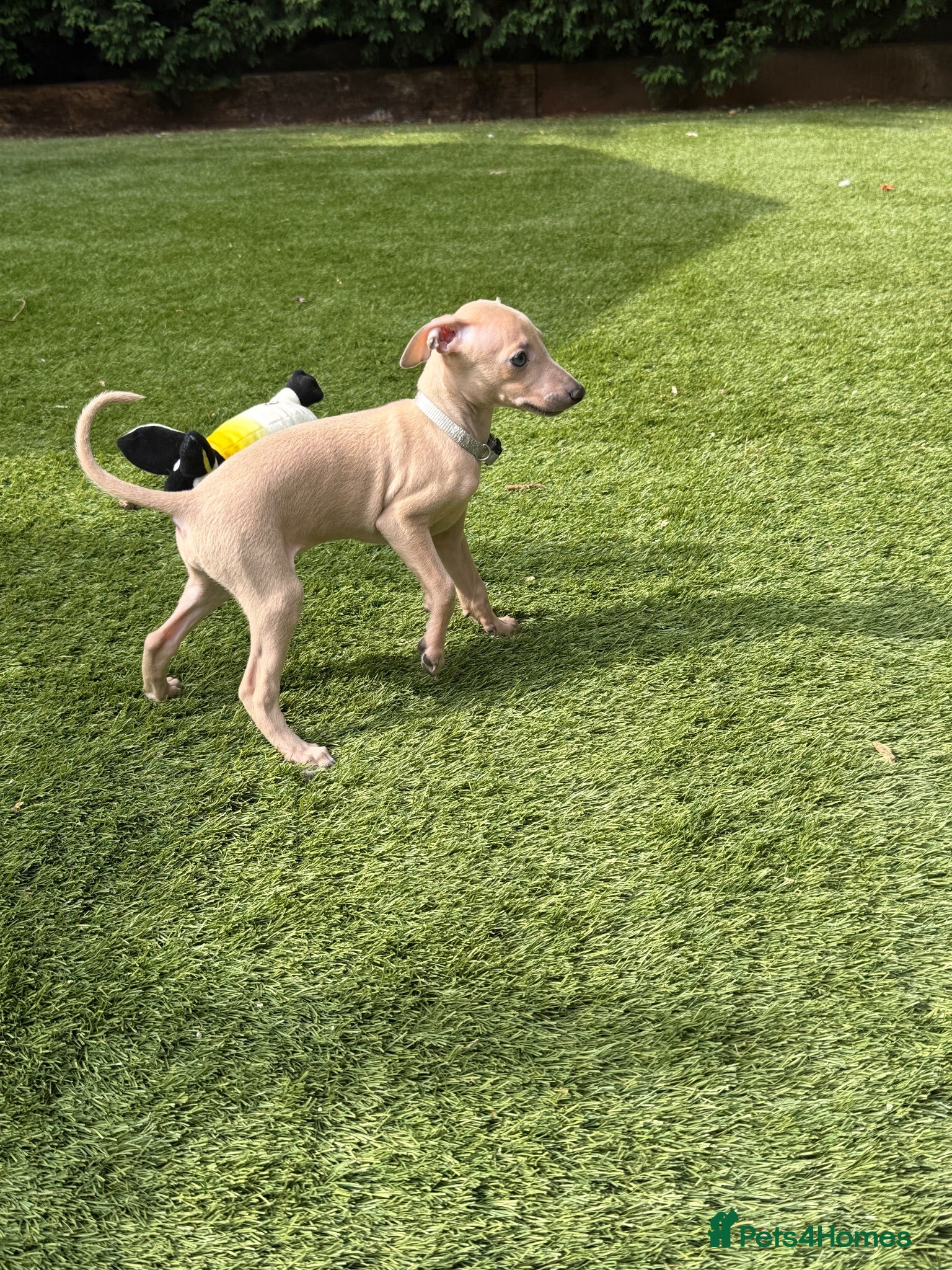 Italian Greyhound dogs Exceptional KC registered health tested ready now - Advert 1