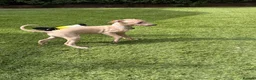 Italian Greyhound dogs for sale: Exceptional KC registered health tested  - Advert 3