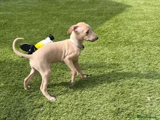 Italian Greyhound dogs Exceptional KC registered health tested ready now - Advert 1