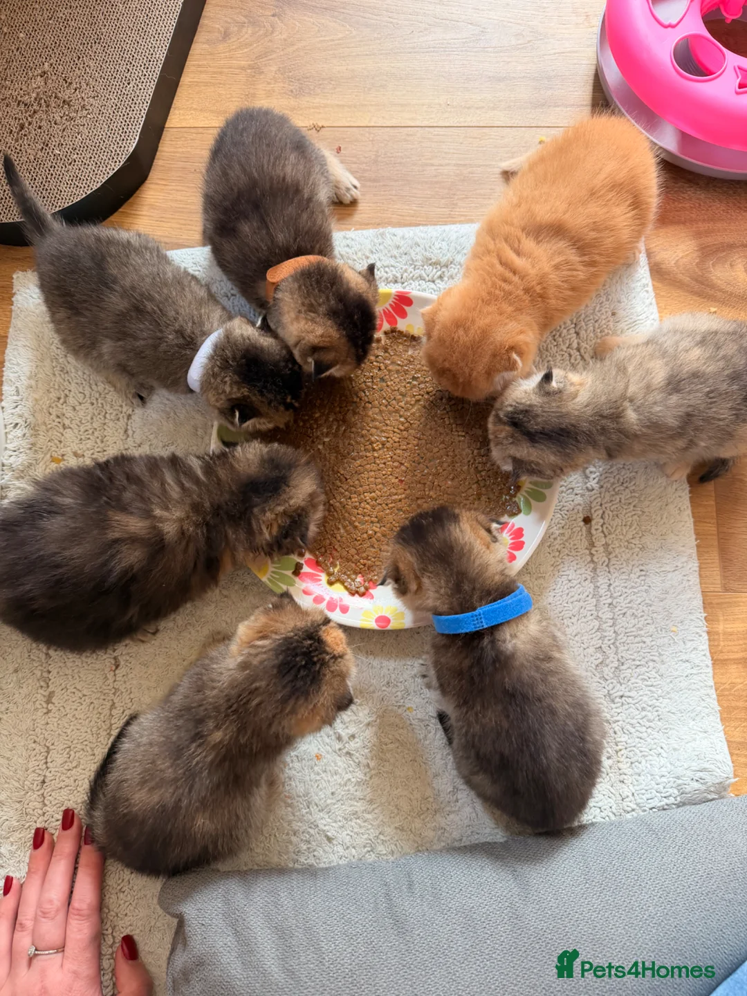 Scottish Fold cats for sale: Beautiful pedigree Scottish fold kittens - Advert 24