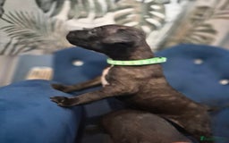Mixed Breed dogs for sale: Mum-STAFF DAD-CANECORSO - Image 12