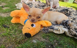 Chihuahua dogs for sale: 2 pure breed male chihuahua ready to leave - Image 10