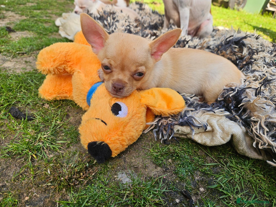 Chihuahua dogs for sale: 2 pure breed male chihuahua ready to leave - Image 10