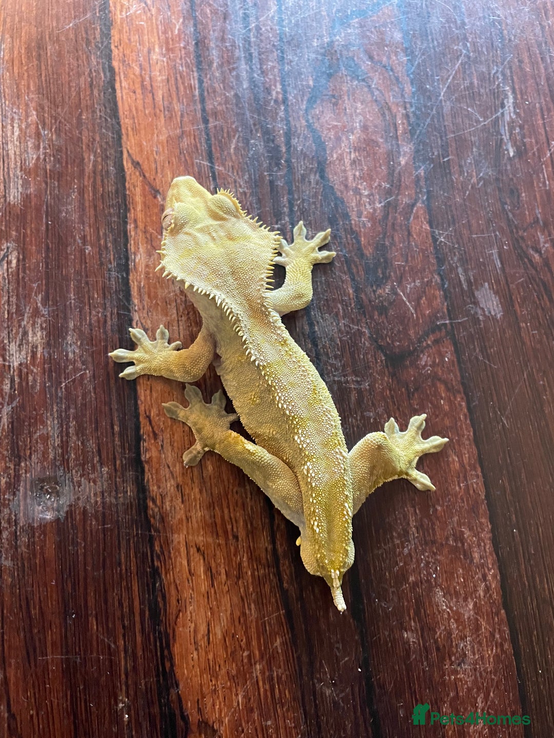 Gecko reptiles for sale: Male Crested Gecko for sale  - Image 2