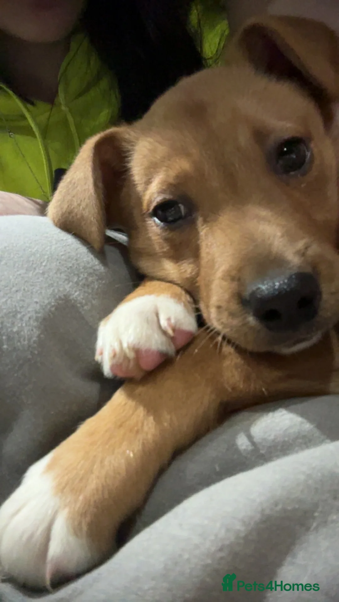 Mixed Breed dogs for sale: Poppy Rottweiler x staffy  - Advert 1