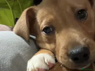 Mixed Breed dogs Poppy Rottweiler x staffy - Advert 1