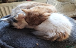 British Longhair cats for sale: ADORABLE DOG AND HOOVER PROOF KITTENS - Image 13