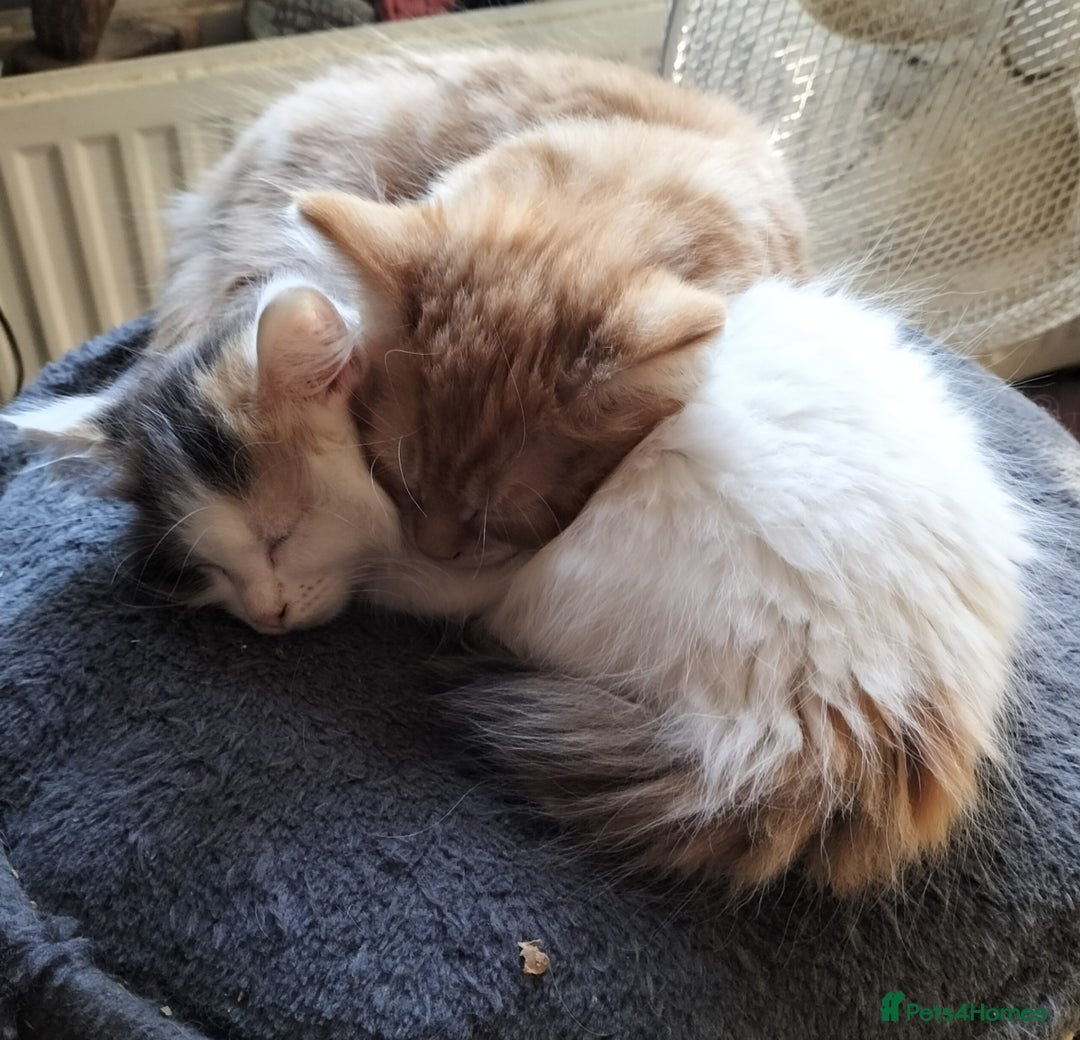British Longhair cats for sale: ADORABLE DOG AND HOOVER PROOF KITTENS - Image 13