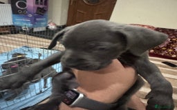 Cane Corso dogs for sale: Pure Pedigree Cane Corso Puppies - Image 31
