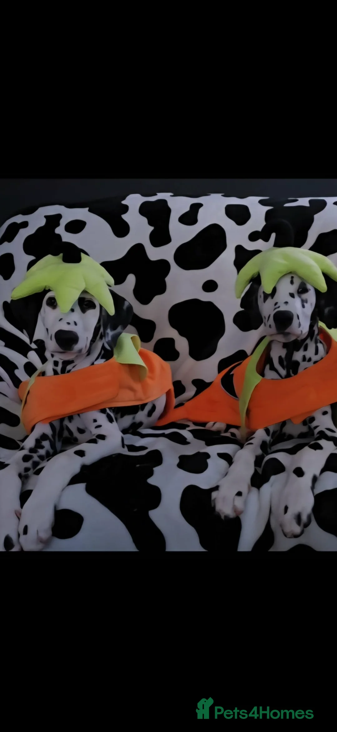 Dalmatian dogs for sale: Gorgeous Dalmation Brothers - Advert 2