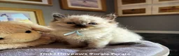 Ragdoll cats for sale: RAGDOLL Kittens  - Advert 3