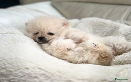 Pomeranian dogs for sale: Pomeranian  puppies  - Image 19