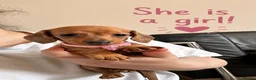 Dachshund dogs for sale: Beautiful dachshund puppies - Advert 9