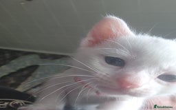 Turkish Angora cats for sale: Turkish angora cross Bengal  - Image 34