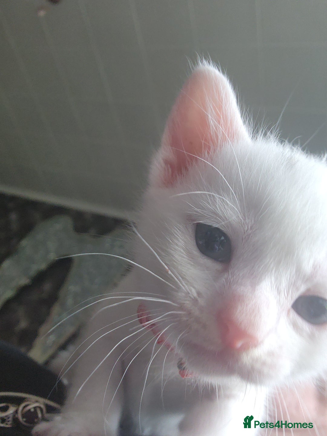 Turkish Angora cats for sale: Turkish angora cross Bengal  - Image 34
