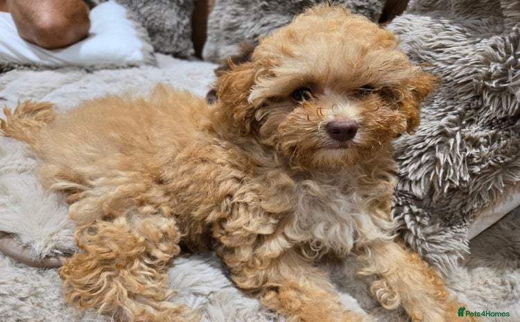 Cavapoo dogs - Advert 16