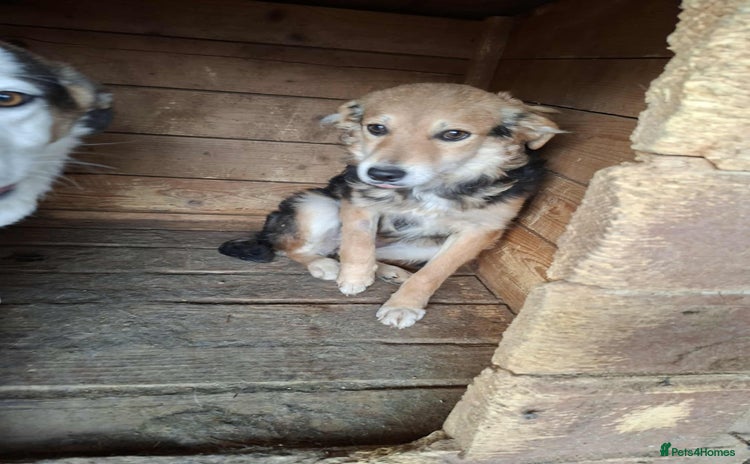 Mixed Breed dogs - Advert 4