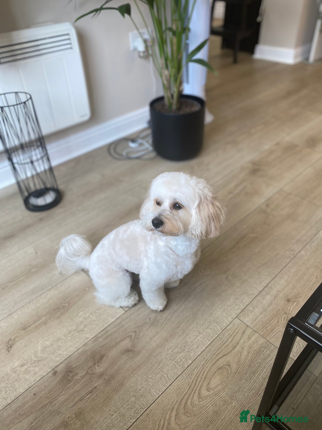 Maltipoo dogs for stud: Rio: Handsome, Gentle & Ready to Stud ✨ - Advert 6