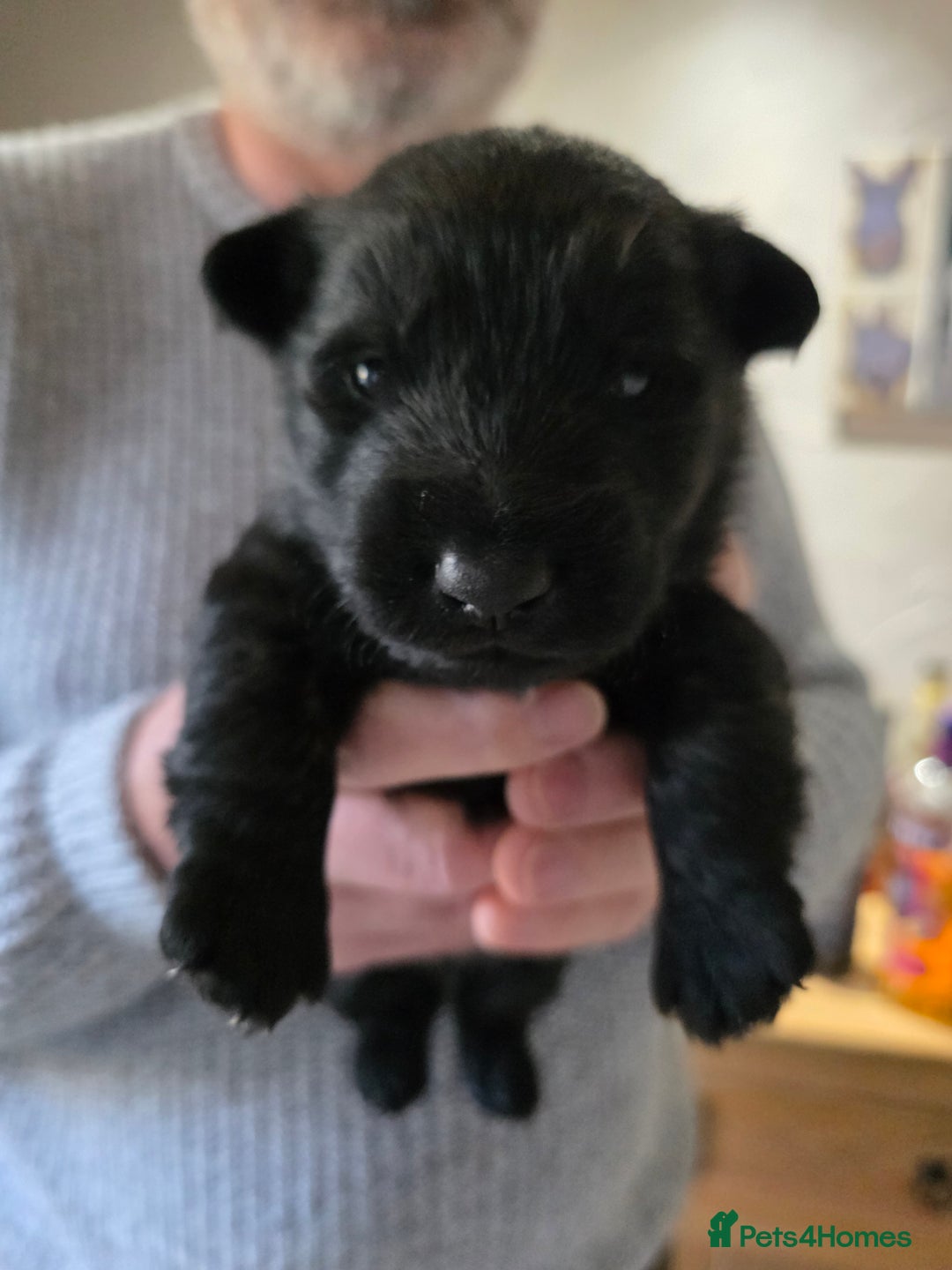 Mixed Breed dogs for sale: Scoland terriers  - Advert 4