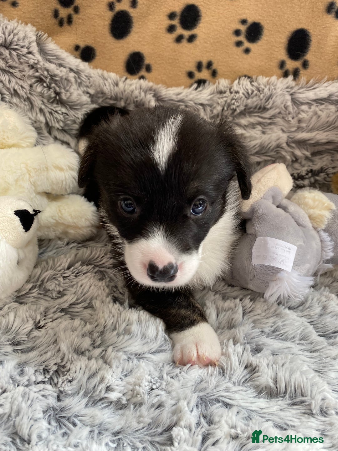Welsh Corgi Cardigan dogs for sale: WELSH CARDIGAN CORGI BABIES FROM 5 ⭐ LICENSED HOME - Image 3