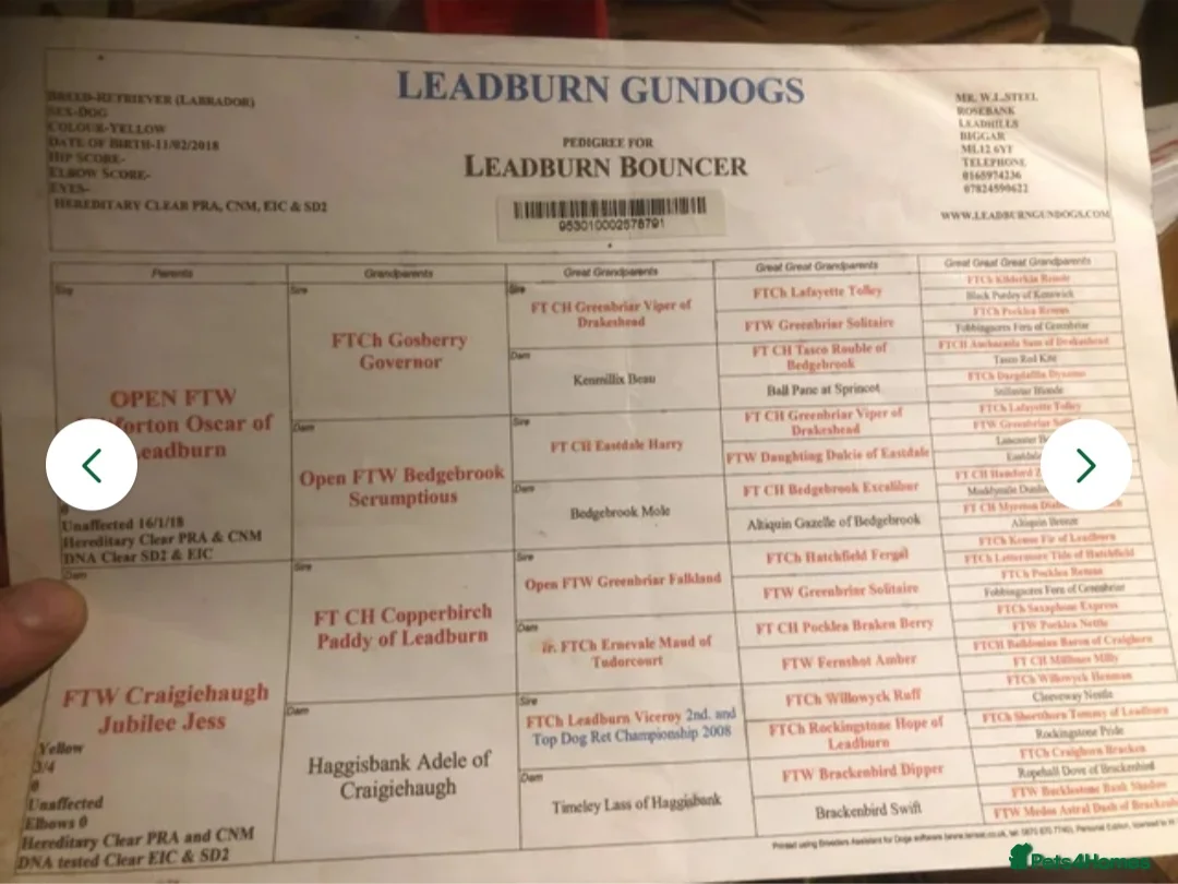 Labrador Retriever dogs for sale: Kc registered labrador pups  - Advert 11