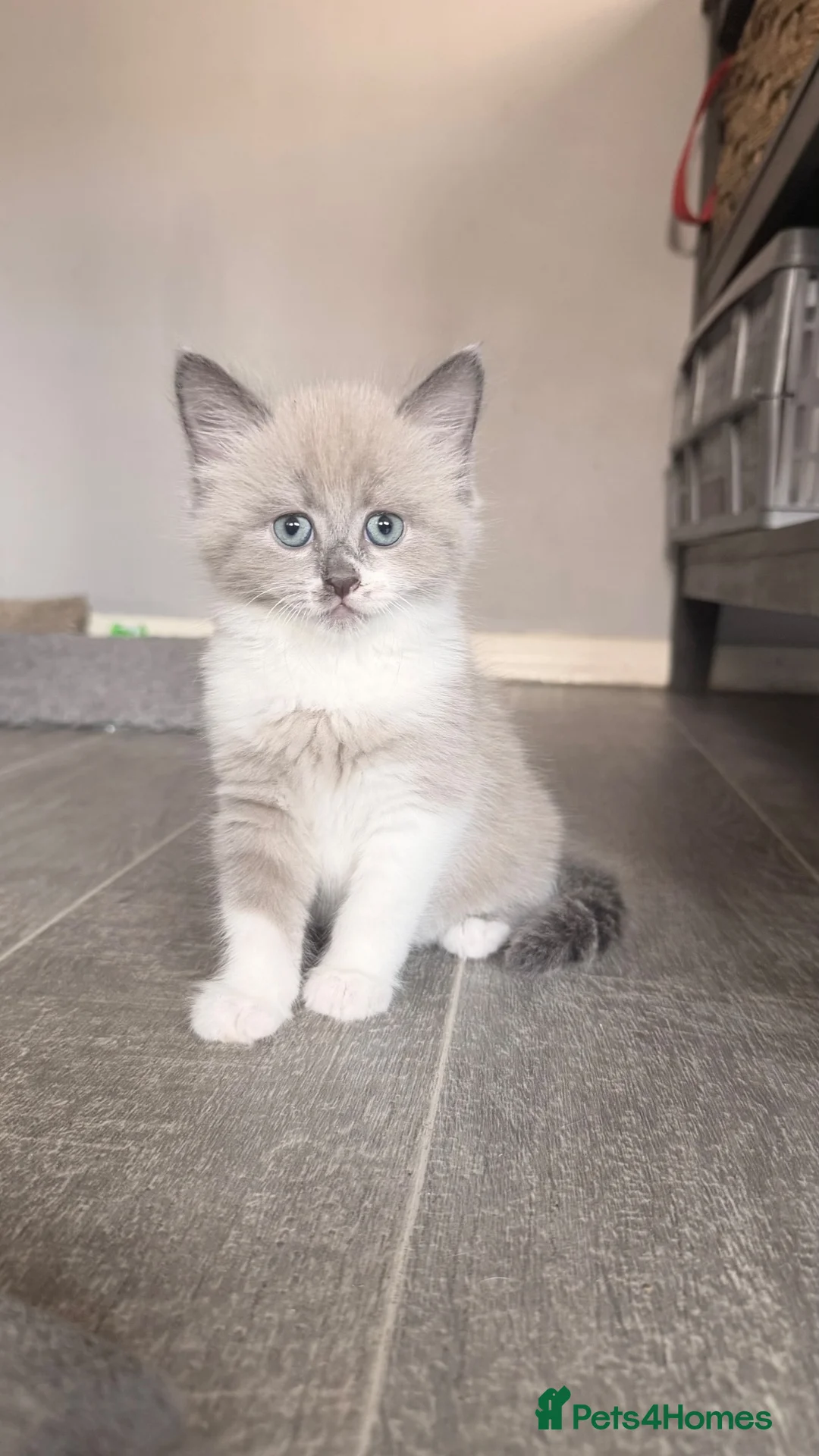 Mixed Breed cats for sale: Ragdoll Cross Ready now - Advert 1
