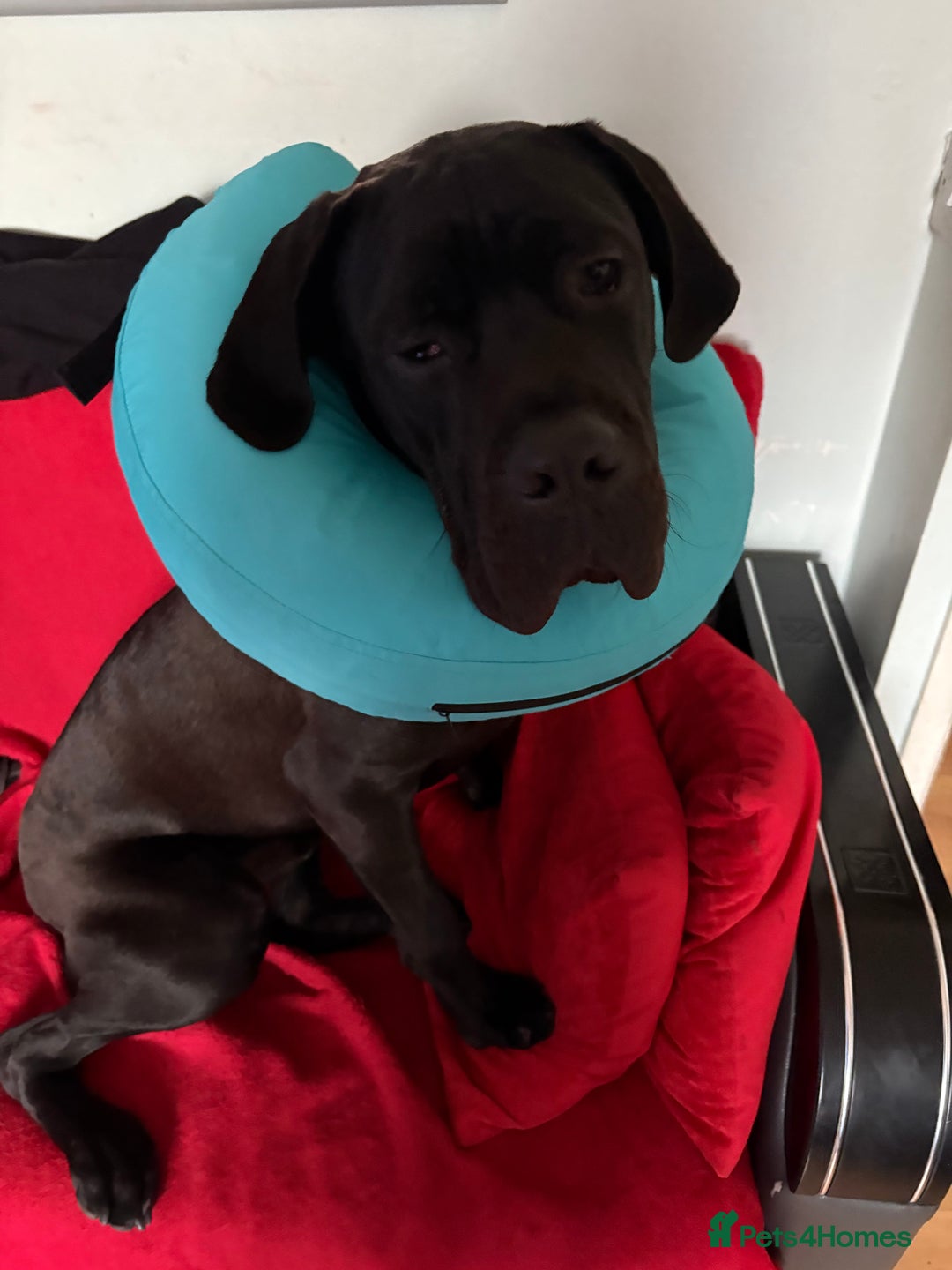 Cane Corso dogs for sale: 1 year old male cane Corso  - Image 4