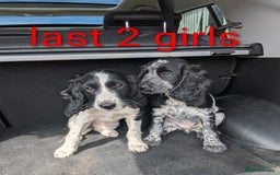 Cocker Spaniel dogs for sale: Cocker Spaniel puppies - Image 4