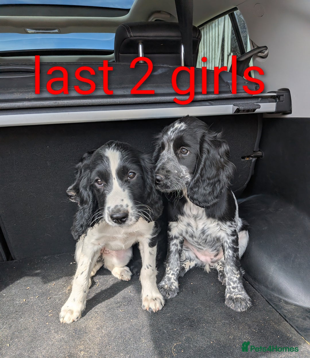 Cocker Spaniel dogs for sale: Cocker Spaniel puppies - Image 4