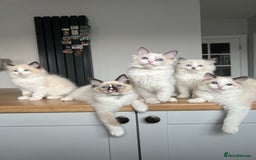 Ragdoll cats for sale: Registered Ragdoll kittens for sale - Image 15