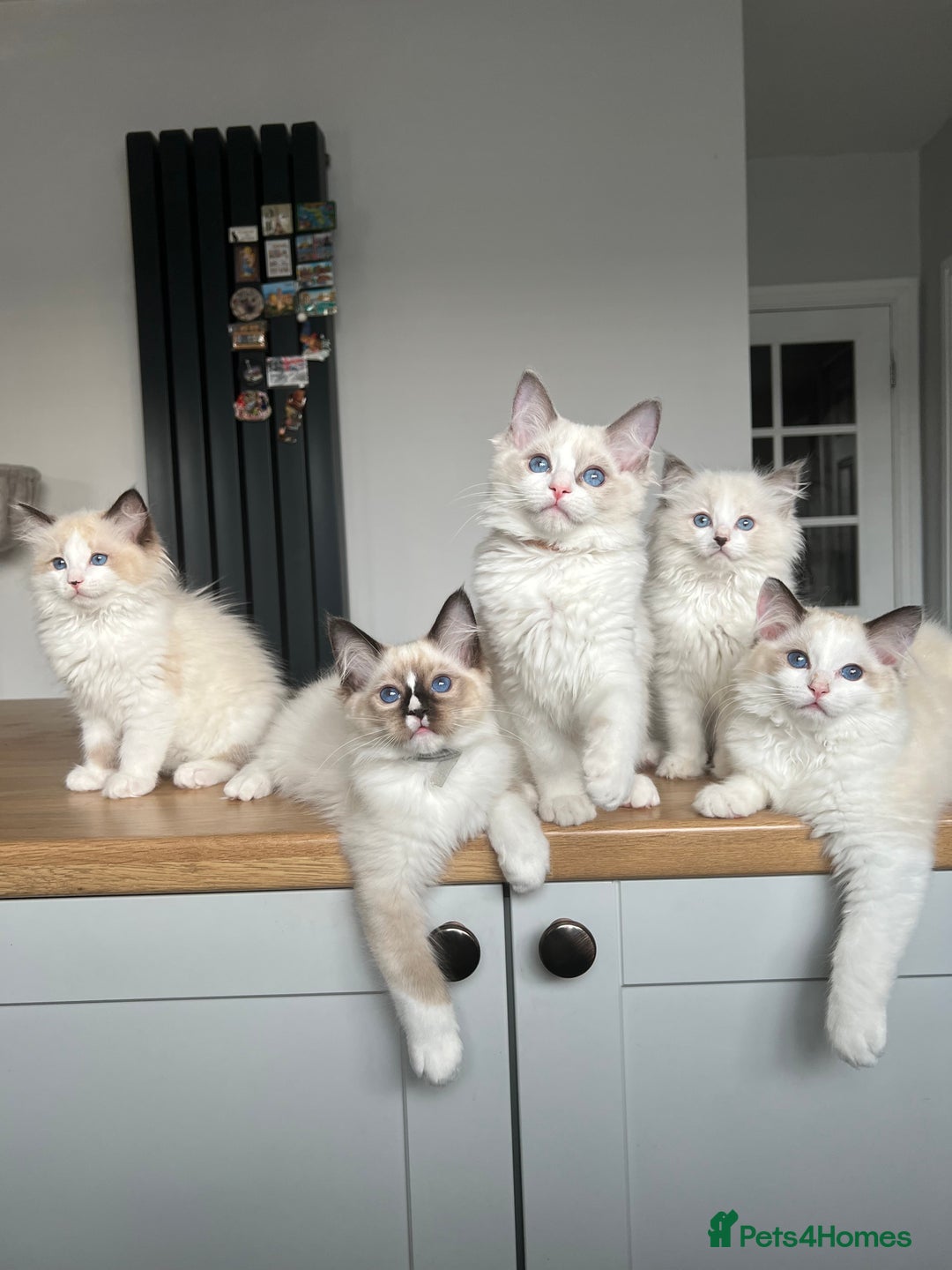 Ragdoll cats for sale: Registered Ragdoll kittens for sale - Image 15