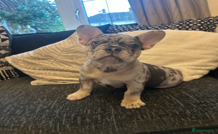 French Bulldog dogs - Advert 4