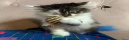 Siberian cats for sale: Siberian kittens, Ready Now 😻 - Advert 10