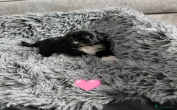 Shih Tzu dogs for sale: Imperial shi tzu babies  - Image 17