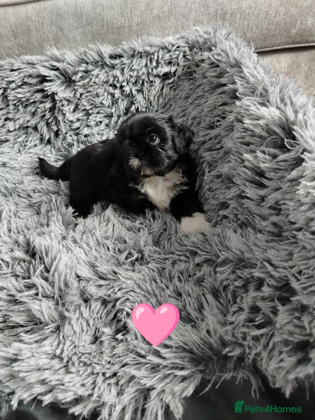 Shih Tzu dogs for sale: Imperial shi tzu babies  - Image 17