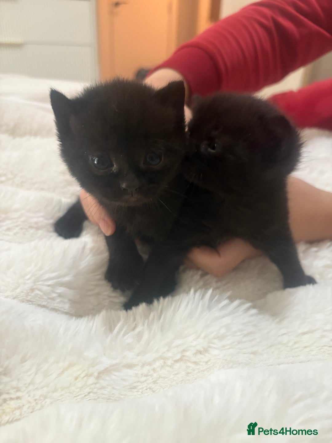 Mixed Breed cats for sale: 7 beautiful kittens very playful  - Advert 5