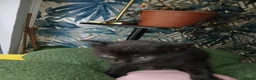Mixed Breed cats for sale: Kittens Ready for new homes - Advert 31