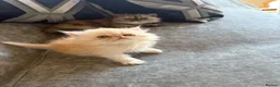 Persian cats for sale: Persian Teddy Bear kittens  - Advert 14
