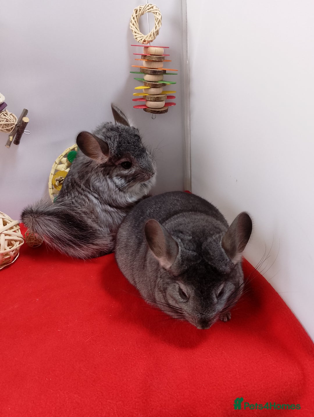 Chinchilla rodents for sale: RPA / RPAc young Female Chinchillas  - Advert 5